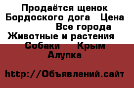 Продаётся щенок Бордоского дога › Цена ­ 37 000 - Все города Животные и растения » Собаки   . Крым,Алупка